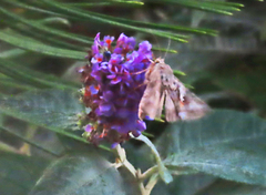 Autographa