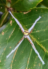 Argiope versicolor