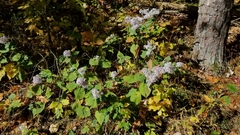 Symphyotrichum cordifolium