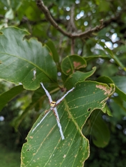 Argiope versicolor