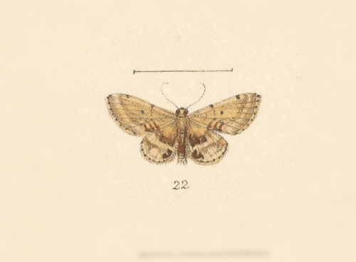 Idaea orilochia