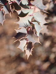 Berberis fremontii
