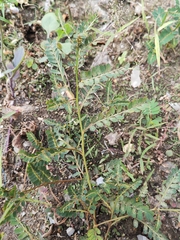 Phyllanthus urinaria