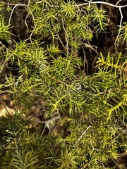 Juniperus oxycedrus