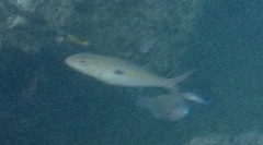 Mulloidichthys flavolineatus