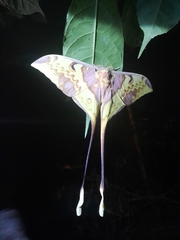 Actias maenas