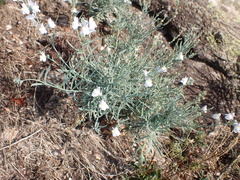 Linaria repens