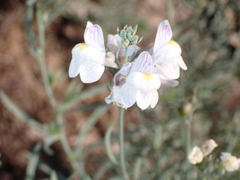 Linaria repens