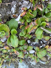 Leptarrhena pyrolifolia