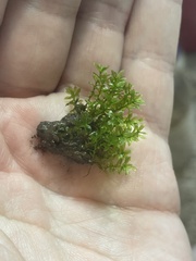 Hydrogonium bolleanum