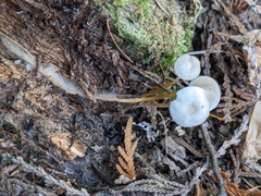 Strobilurus albipilatus