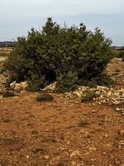 Juniperus oxycedrus