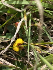 Bossiaea prostrata