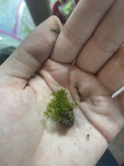 Hydrogonium bolleanum