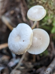 Strobilurus albipilatus