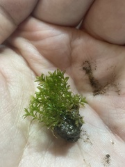 Hydrogonium bolleanum