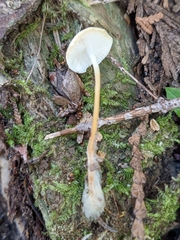 Strobilurus albipilatus