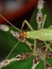 Oecanthus