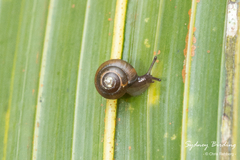 Allenella formalis