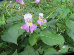 Impatiens balfourii