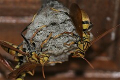 Polistes diabolicus