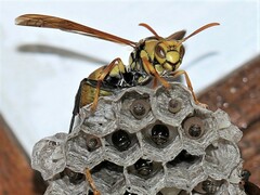 Polistes diabolicus
