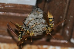 Polistes diabolicus