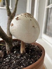 Chlorophyllum molybdites