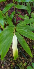 Alpinia caerulea