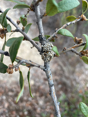 Dianthidium