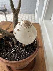 Chlorophyllum molybdites