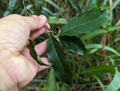 Itea parviflora