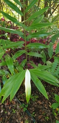Alpinia caerulea