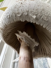 Chlorophyllum molybdites
