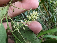 Itea parviflora