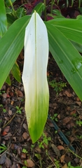 Alpinia caerulea