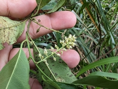 Itea parviflora