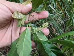 Itea parviflora