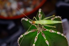 Oecanthus
