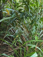 Itea parviflora