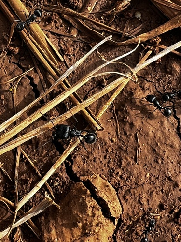 Messor semoniMessor semoni