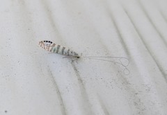 Nectopsyche exquisita