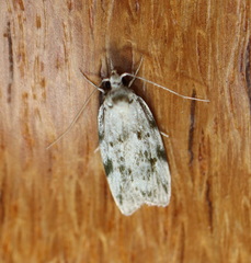 Barea nymphica