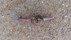 Ariophanta exilis