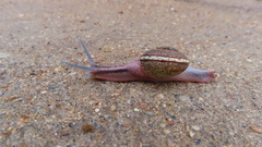 Ariophanta exilis