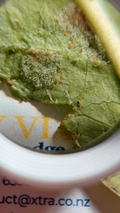 Phyllocoptes coprosmae