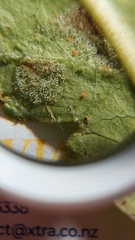 Phyllocoptes coprosmae