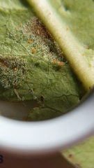 Phyllocoptes coprosmae