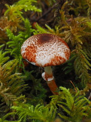 Lepiota flammeotincta