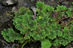 Azolla microphylla